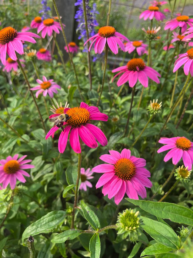 A little bumble bee takes a rest on an open pink flower. Lighter pink flowers surround the little bumble bee. The bee is fluffy.