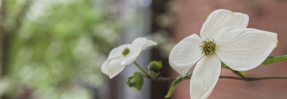 spring flowers im bloom